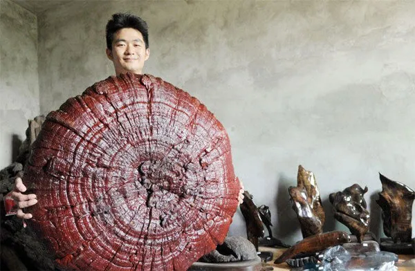 Nấm linh chi có đường kính 92cm