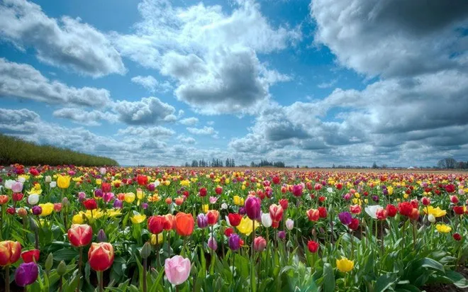 Mùa hoa tulip ở Hà Lan kéo dài khoảng từ tháng 3 đến tháng 8.