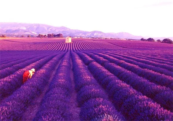 Hàng năm, trong khoảng thời gian từ tháng 6 đến tháng 9, hoa Lavender, hay hoa oải hương, nở rộ tại Hokaido, Nhật Bản.