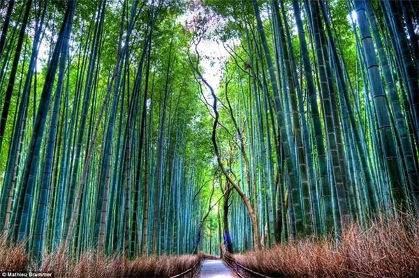 Rừng tre Sagano có diện tích 16km2 và tọa lạc tại quận Arashiyama, thuộc vùng ngoại ô phía tây của cố đô Kyoto, Nhật Bản.