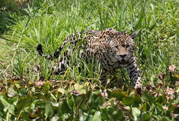 Con báo đốm còn có tên gọi là "Mick jaguar" đi rình mồi ở vùng đầm ngập nước Pantanal, phía tây Brazil.