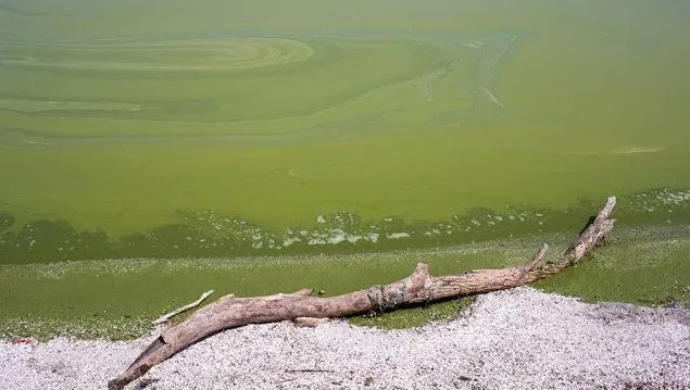 Trong tháng 7, giới chức Florida phát hiện tảo ở vùng biển phía tây Lake Eerie.