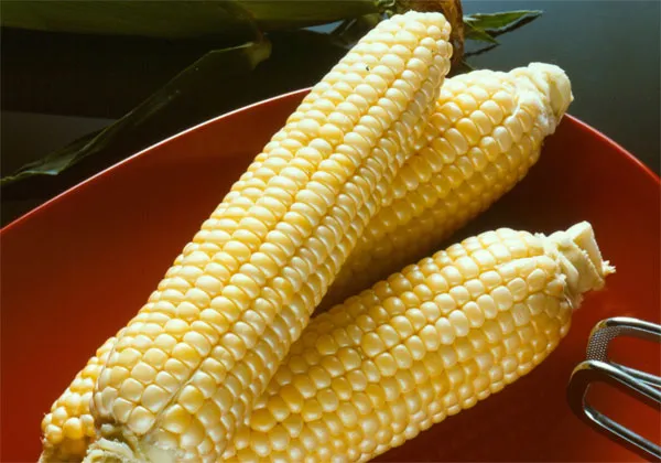 Ngô biến đổi gene được trồng thử nghiệm tại Việt Nam.