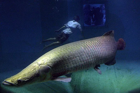 Arapaima, loài thủy quái nước ngọt lớn nhất Nam Mỹ