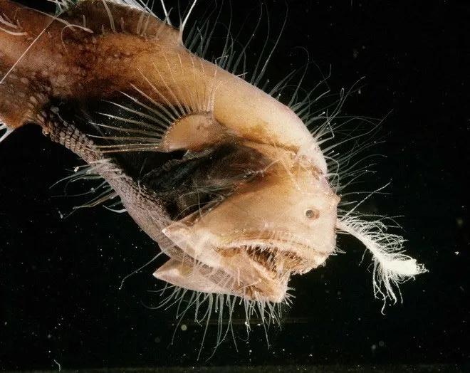 Cá Anglerfish là loài cá rất quý hiếm. Người ta chỉ thấy chúng xuất hiện ở những vùng nước sâu ở Đại Tây Dương, Thái Bình Dương và Ấn Độ Dương. (Nguồn: Peter David)