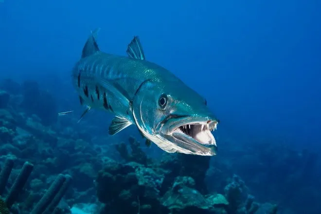 Cá Barracuda (hay cá nhồng) dù không tấn công con người nhưng bộ răng của chúng vẫn gây cho chúng ta nỗi ám ảnh