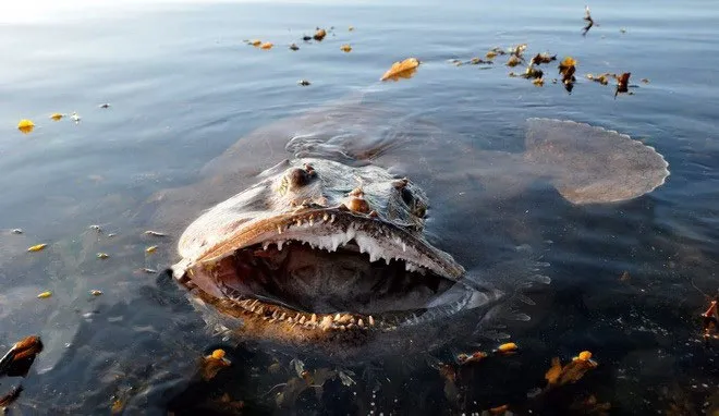 Cá monkfish (cá chày) có cái miệng rộng khiến người đối diện cảm thấy khá ghê sợ
