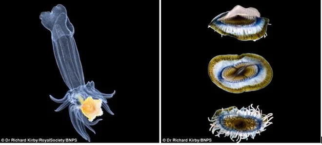 Đây là hình ảnh của một ấu trung giun biển và một loài sứa có tên là Velella velella khi Richard phóng đại chúng gấp 10 lần dưới kính hiển vi.