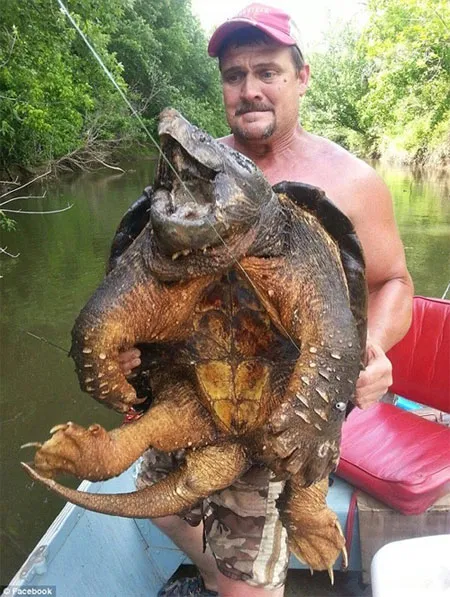 Dave Harrell và con rùa cá sấu mà anh câu được.
