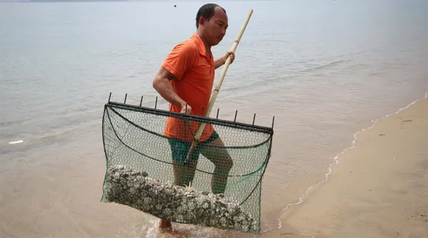 Thu gom cầu gai cát đi tiêu hủy