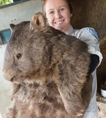 Con gấu túi 29 tuổi, nặng 40kg ở Australia.