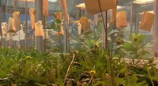 Lốp xe được chế tạo từ hoa bồ công anh