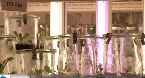 Lốp xe được chế tạo từ hoa bồ công anh