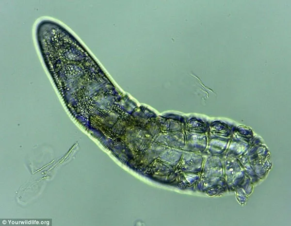 Loài Demodex brevis