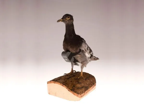 Pigeon Camera