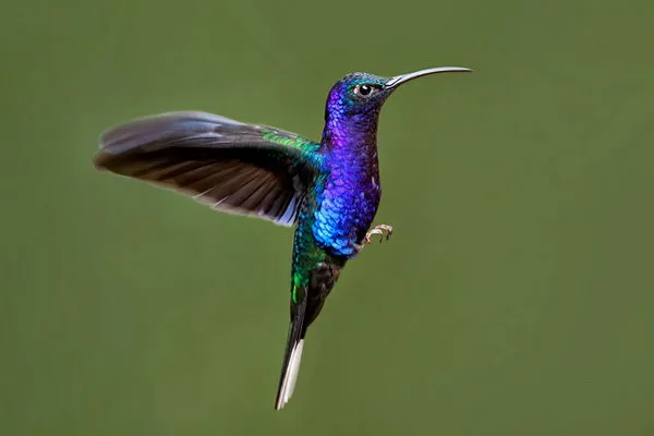 Chim ruồi đầu violet