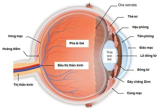 Cấu trúc của nhãn cầu.