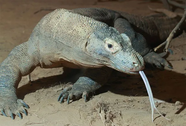 Rồng Komodo sống trên một vài hòn đảo của Indonesia. Chiều dài cá thể trưởng thành có thể đạt từ 2 đến 3 mét.