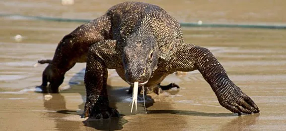 Quá trình chọn lọc tự nhiên giúp rồng Komodo có thể sống ở những môi trường vô cùng khắc nghiệt ở những đảo núi lửa khô cằn.