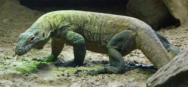 Komodo, một đảo của Indonesia, là nơi số lượng rồng Komodo đạt mức lớn nhất. Với diện tích 1.800m2, đảo là một phần của vườn quốc gia Komodo.