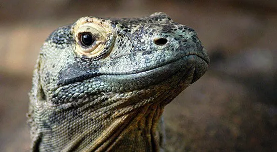 Các nhà khoa học cho biết, rồng Komodo có họ gần với khủng long, nhóm động vật đã tuyệt chủng từ hàng chục triệu năm trước.