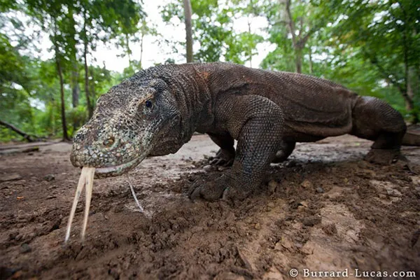 Rồng Komodo là loài động vật ăn thịt. Chúng ăn côn trùng và cả những động vật lớn như dê, lợn và trâu rừng.