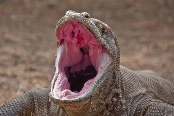 Dãi của rồng Komodo thường xuyên chảy. Nước bọt của chúng là thuốc độc vì chứa rất nhiều vi khuẩn nguy hiểm. Vết cắn sẽ gây ra hiện tượng nhiễm trùng, có khả năng đoạt mạng một con trâu mộng trong vài ngày.
