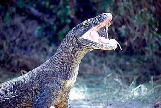 Tuy nhiên, rồng Komodo có khả năng tự miễn dịch với vết cắn của đồng loại.
