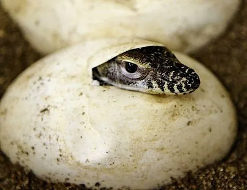 Giống như các loài bò sát khác, rồng Komodo đẻ trứng. Nhờ bản năng sát thủ di truyền, rồng Komodo con tự kiếm ăn và sinh tồn ngay sau khi rời tổ.