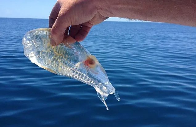 Salps