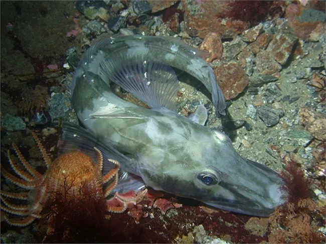 Cá sấu icefish