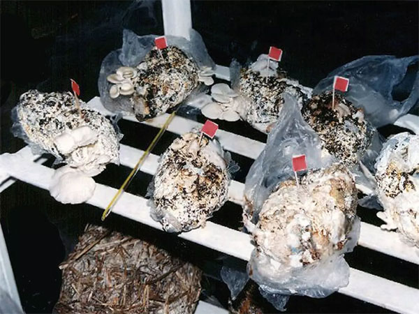 Các nhà nghiên cứu khẳng định, nấm trồng từ bỉm đã qua sử dụng không độc và có hướng vị cũng như hàm lượng dinh dưỡng như nấm trồng theo những cách thông thường khác