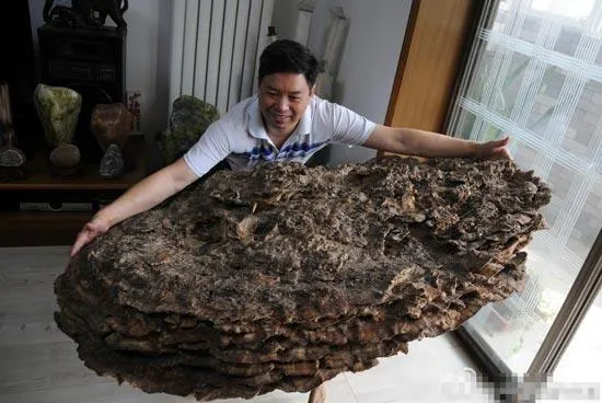 Anh Thôi Liên Bình và cây nấm.