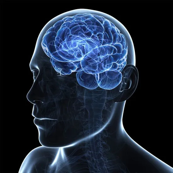 Khi theo dõi trận bóng, não người xem cũng tiết hormone testosterone tương tự như não của các cầu thủ đang thi đấu.