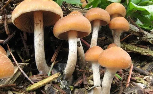 Psilocybe cyanofriscosa là một trong 200 loại "nấm ma thuật" có thể tạo ảo giác cho người ăn.