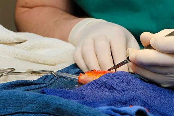 Ca phẫu thuật cho cá vàng kéo dài trong 45 phút với những công đoạn tỉ mỉ và đòi hỏi sự cẩn thận