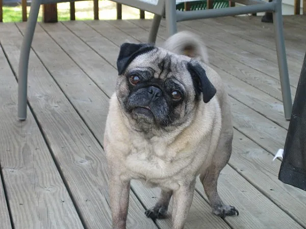 Chú chó Odie