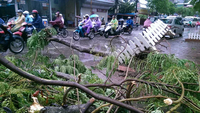 Tại các tuyến đường Tam Trinh, Kim Giang, Yên Phụ, Thanh Niên... có một số cây gãy đổ.