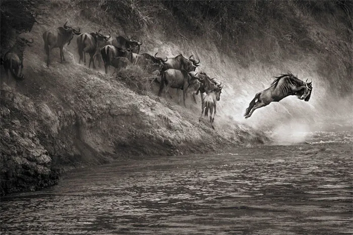 Linh dương Wildebeest ở công viên quốc gia Maasai Mara, Kenya
