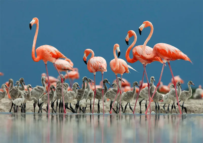 Chim hồng hạc ở Mexico