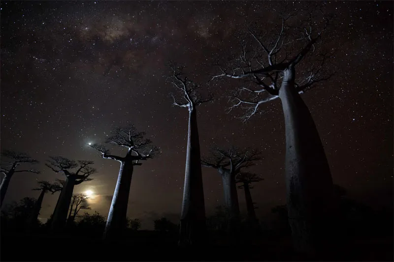Cây baobab ở Madagascar
