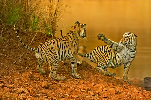 Hổ bengal (Panthera tigris) ở công viên quốc gia Tadoba ở Ấn Độ