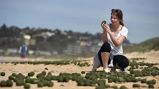 Hàng trăm “quả trứng kỳ lạ" dạt bờ biển Australia