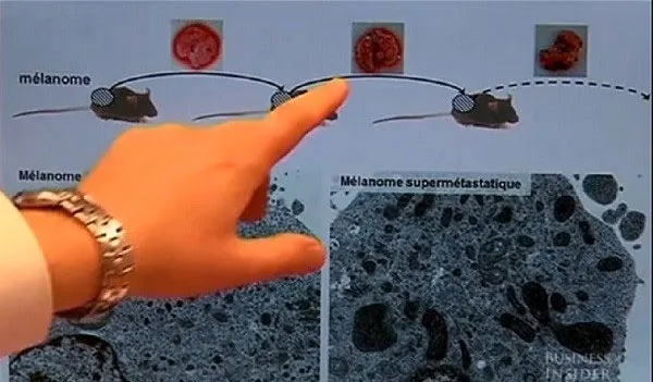 Thử nghiệm MitoTEMPO ở chuột cho kết quả vô cùng khả quan