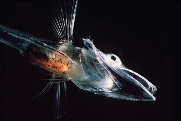 Cá notothenioid