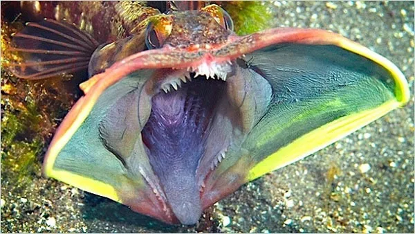 Cá miệng rộng Sarcastic Fringehead