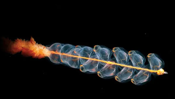 Marrus Orthocanna