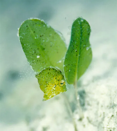 Nghệ thuật ẩn mình tài tình của một con cá nóc gai (họ Balistidae).