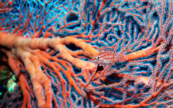 Cá hawkfish mũi dài (Oxycirrhites typus) "ngụy trang" dưới đại dương nhờ một loại san hô sừng ở Biển Đỏ, Ai Cập.