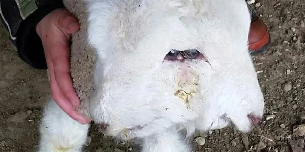 Con cừu hai mặt cói 4 mắt, hai mũi và hai miệng.